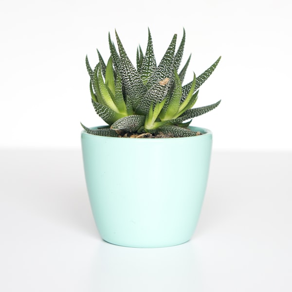 Concrete Planter Set